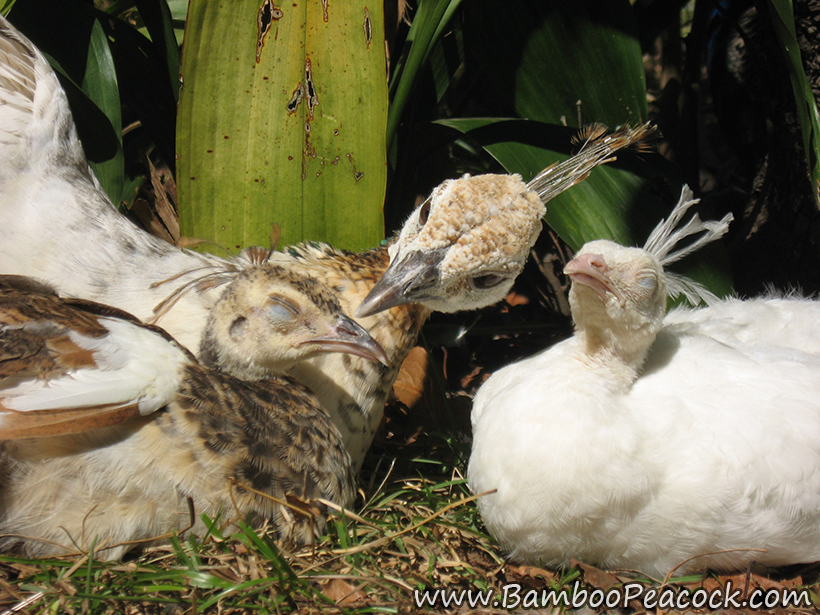 Peahen with chicks sleeping